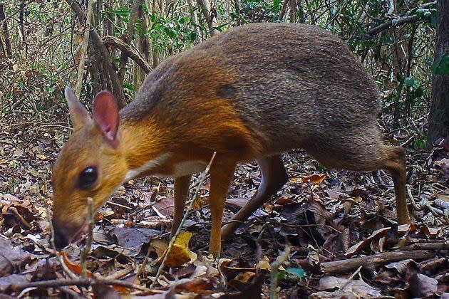 <p>Le mammifère photographié est un chevrotain à dos argenté (Tragulus Versicolor), un ruminant présent seulement au Vietnam et très rarement étudié.</p>