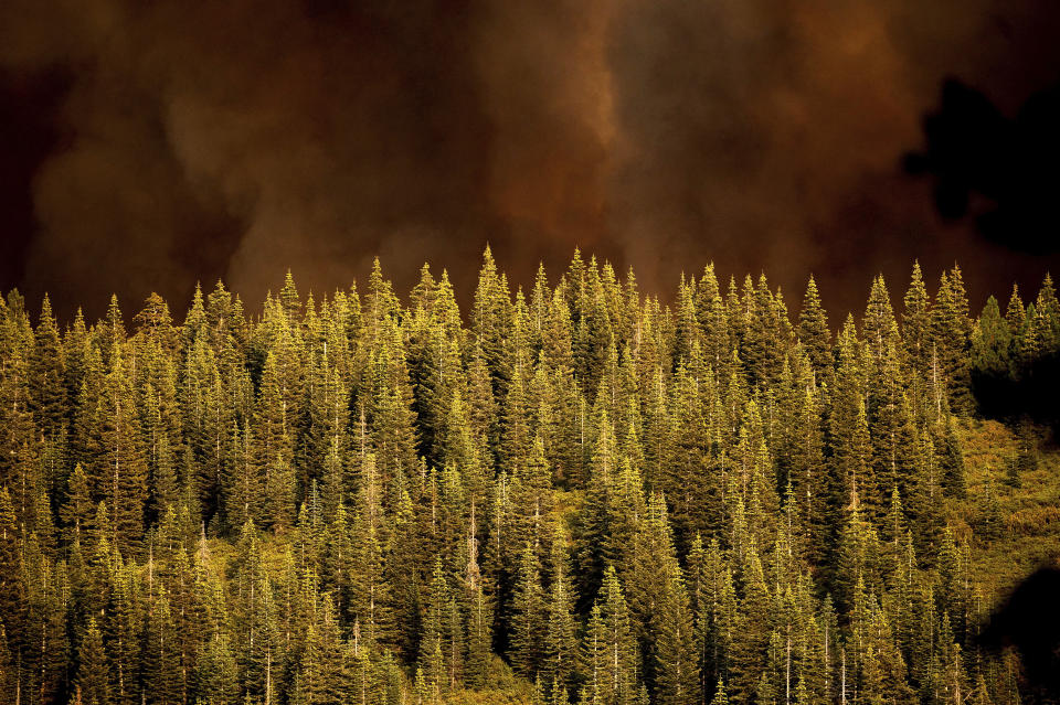 Smoke from the Dixie Fire rises over trees in Lassen National Forest, Calif., near Jonesville on Monday, July 26, 2021. (AP Photo/Noah Berger)