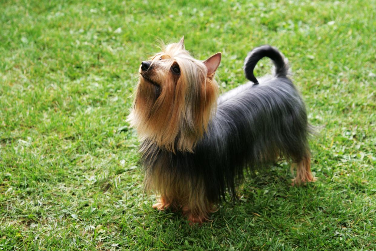 A female Australian Silky Terrier looking up to the left towards the owner with a background of grass