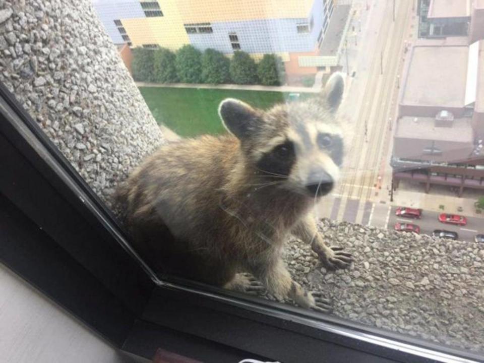 A raccoon sits on a window sill of the UBS Plaza building in St Paul, Minnesota (Paige Donnelly Law Firm/via REUTERS)