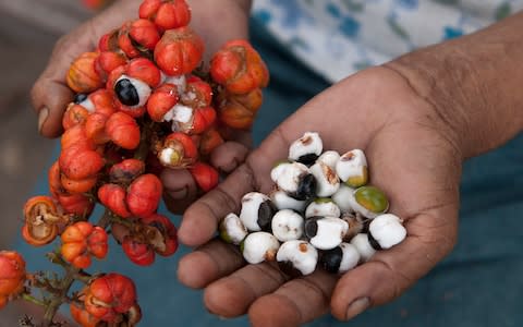 A guarana-infused drink is the closest Bob's gets to authenticity - Credit: iStock