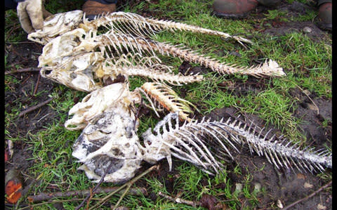 Carp fish eaten by otters at a fishery in North Wales - Credit: BNPS