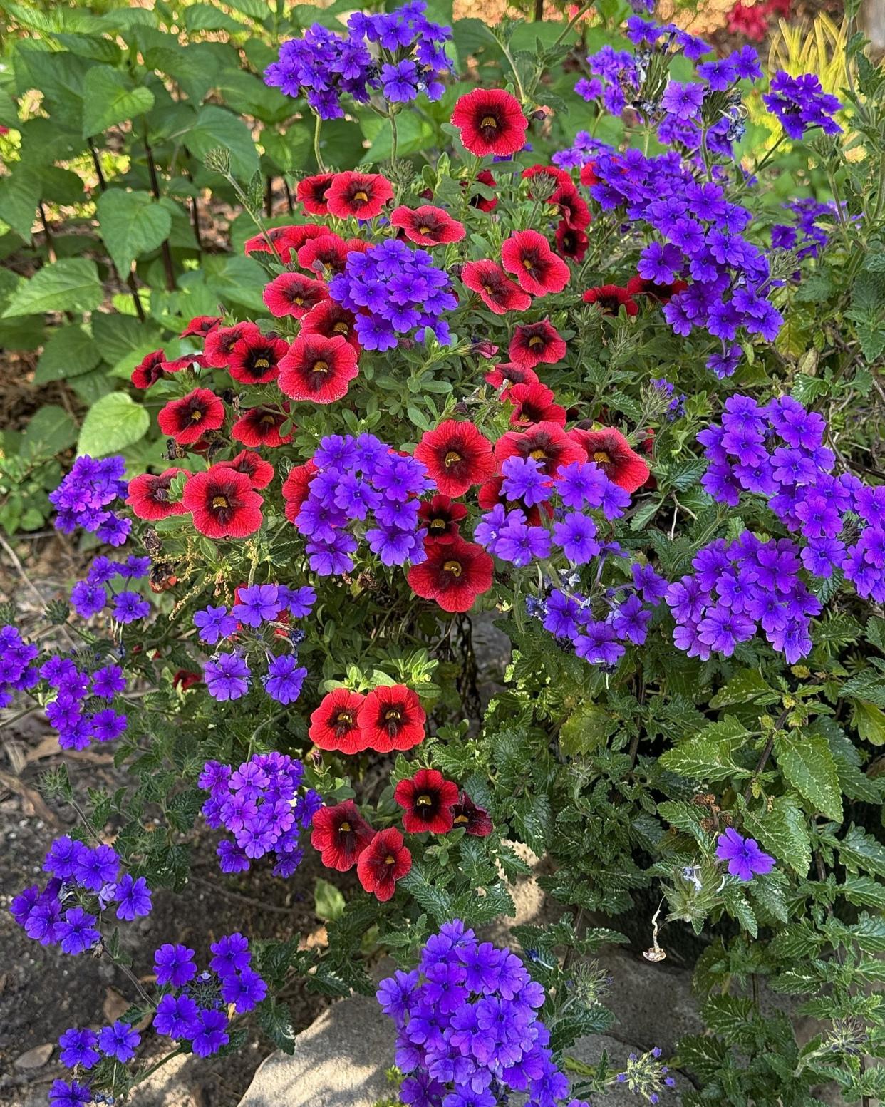 Superbena Cobalt verbena has won awards from north to south like Top Performer at University of Georgia and University of Florida and Perfect Score at Michigan State it will win in your garden too.