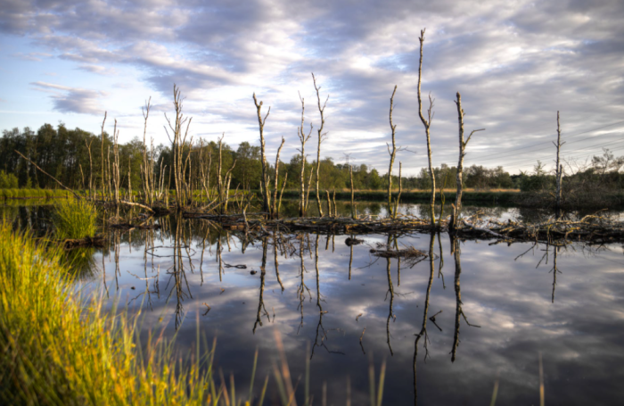 pexels - wetland