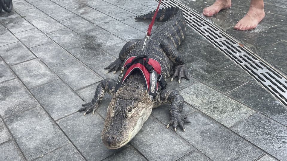 Emotional support alligator, Wally, wanders in 2022 around Love Park in Philadelphia. - Halle Sivalingam