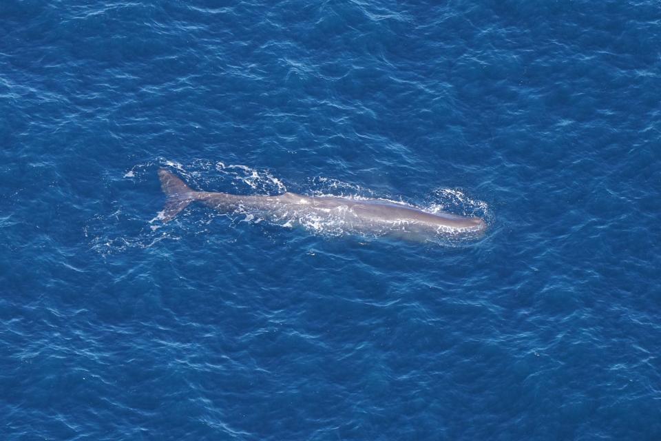 An adult sperm whale swims in the Northeast Canyons and Seamounts Marine National Monument on Oct. 19, southeast of Cape Cod and the Islands.