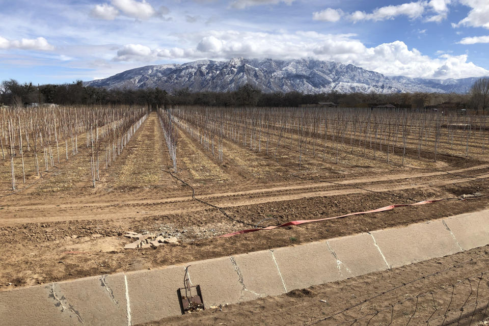 FILE - In this Feb. 17, 2021, file photo, an empty irrigation canal lines a tree farm in Corrales, N.M., as snow covers the Sandia Mountains in the background. Rainstorms grew more erratic and droughts much longer across most of the U.S. West over the past half-century as climate change warmed the planet, according to a sweeping government study released, Tuesday, April 6, 2021, that concludes the situation in the region is worsening. (AP Photo/Susan Montoya Bryan, File)