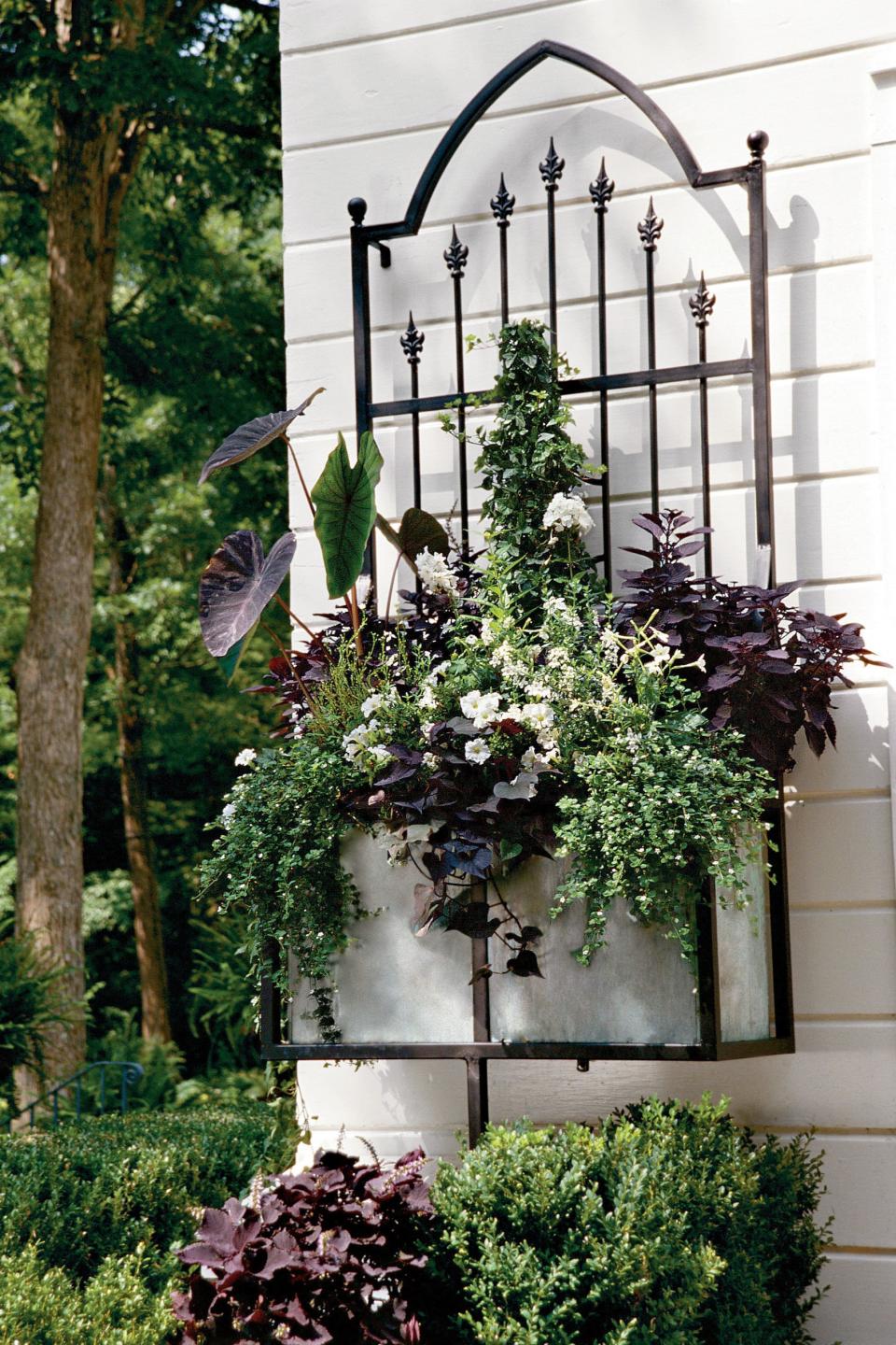 White Flowers & Dark Foliage