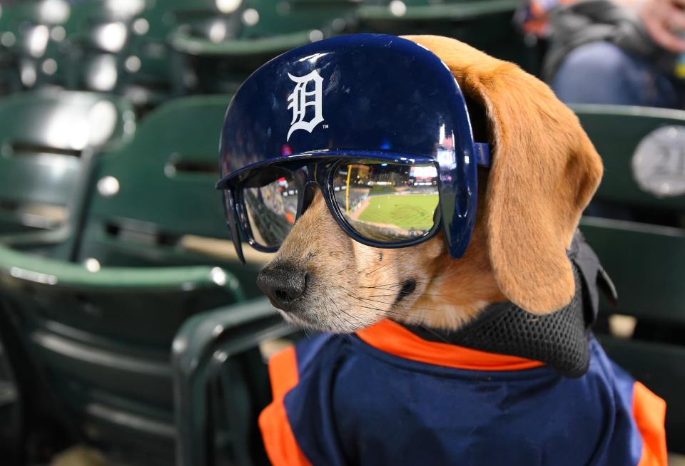 DETROIT, MI - MAY 21:  A dog dressed in Detroit Tigers gear sits in the stands and watches the game during the 'Bark at the Park' promotion game against the Miami Marlins at Comerica Park on May 21, 2019 in Detroit, Michigan. The Marlins defeated the Tigers 5-4.  (Photo by Mark Cunningham/MLB Photos via Getty Images)