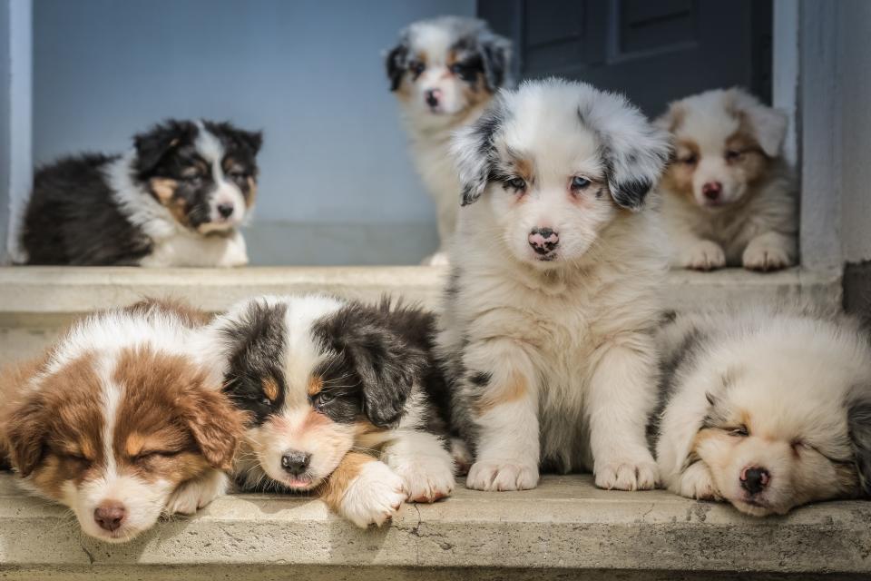 lot of tan, white, black long-haired puppies.