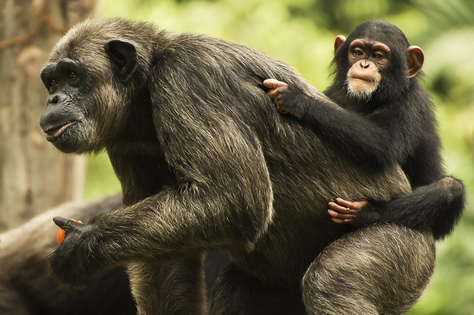 A chimpanzee mother and baby. (Photo: yfwong via Getty Images)