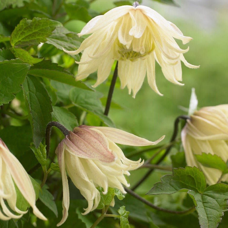 Plant of the year winner 2017 - Clematis koreana 'Amber'