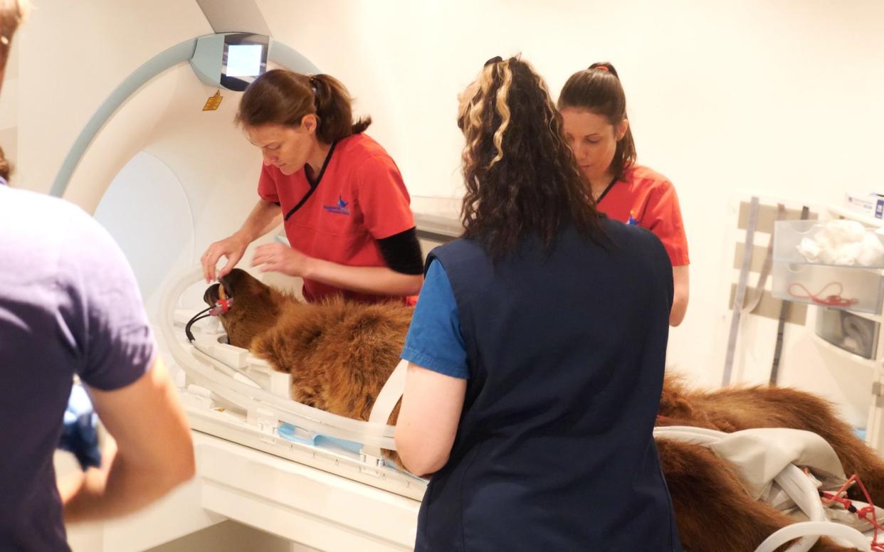 Boki the bear gets an MRI scan