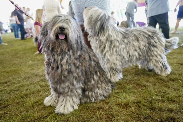 Bergamasco shepherds Coco, left, and Saphire wait to compete in the ring during the 146th Westminster Kennel Club Dog show, Monday, June 20, 2022, in Tarrytown, N.Y. (AP Photo/Mary Altaffer)