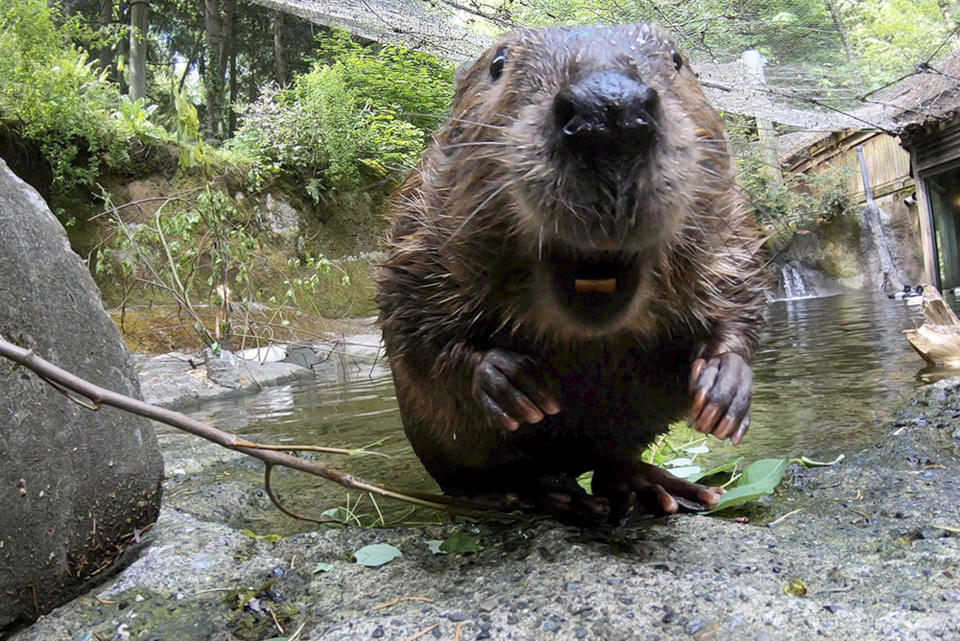 This undated image made from video provided by the Oregon Zoo shows Filbert the beaver in Portland, Ore. (Oregon Zoo via AP)