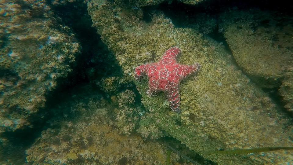 A pink sea star clings to a rock in the Morro Bay harbor. Sea stars are predators that eat invertebrates such as purple sea urchins.