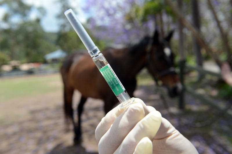 The Hendra virus vaccine Equivac HeV is pictured on a property in Brisbane.