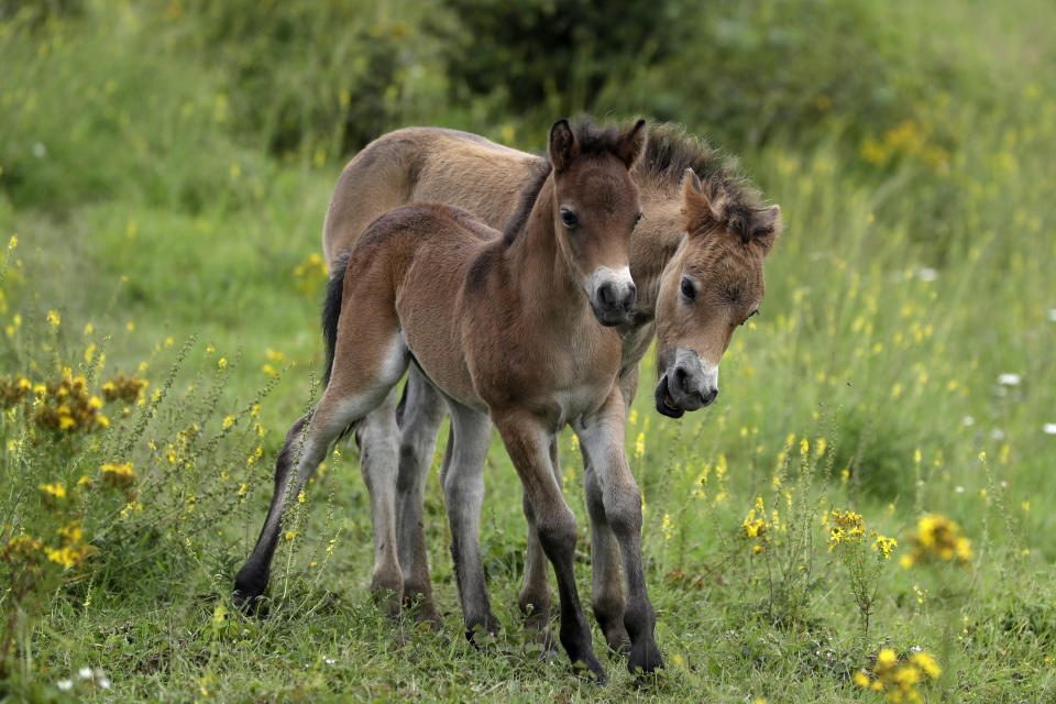 Wild horses roam across a meadow at a wildlife sanctuary in Milovice, Czech Republic, Friday, July 17, 2020. Wild horses, bison and other big-hoofed animals once roamed freely in much of Europe. Now they are transforming a former military base outside the Czech capital in an ambitious project to improve biodiversity. Where occupying Soviet troops once held exercises, massive bovines called tauros and other heavy beasts now munch on the invasive plants that took over the base years ago. (AP Photo/Petr David Josek)