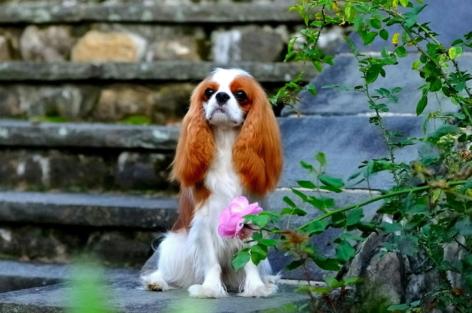 10. Cavalier King Charles Spaniel