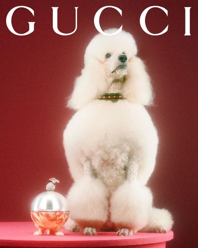 The Gucci Pet Collection is here