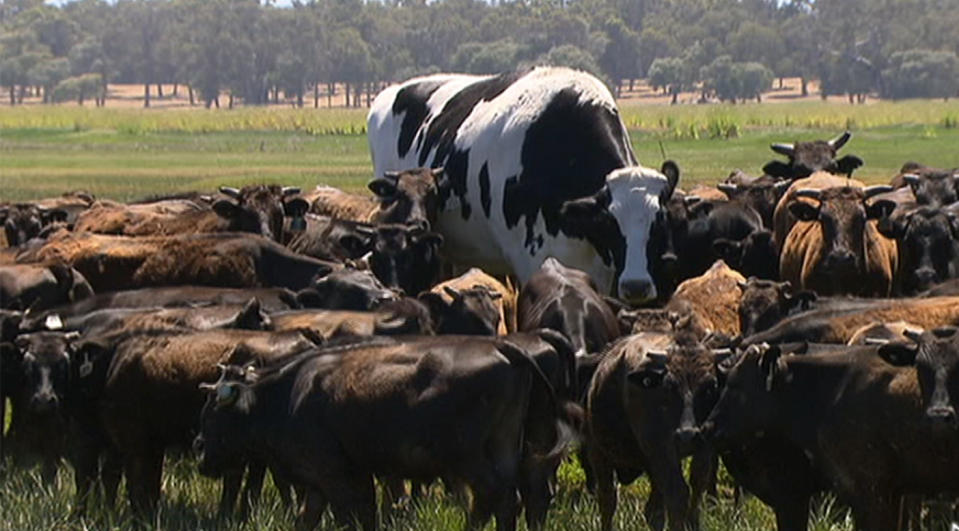 Knickers, the black and white steer, stands out from the herd