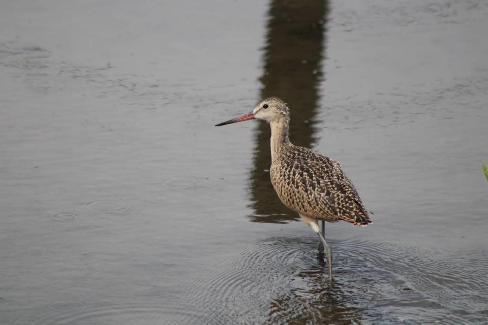 Marbled godwits typically migrate to the Gulf and Atlantic coasts during the winter, according to Vermont wildlife officials. This marbled godwit was not the one spotted in Vermont. Photo from Liz Julian with the U.S. Fish and Wildlife Service