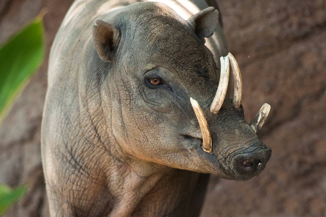 A male babirusa, a type of Indonesian wild pig, displays its unique sets of antlers.