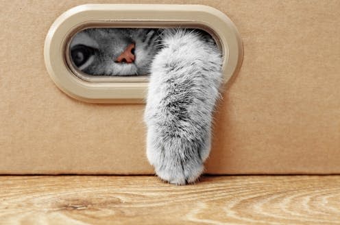 <span class="caption">There is no need to quarantine your cat.</span> <span class="attribution"><a class="link " href="https://www.shutterstock.com/image-photo/cute-cat-cardboard-box-538309816" rel="nofollow noopener" target="_blank" data-ylk="slk:Africa Studio/Shutterstock;elm:context_link;itc:0;sec:content-canvas">Africa Studio/Shutterstock</a></span>