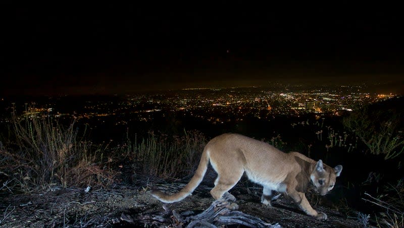 This July 10, 2016, photo shows an uncollared adult female mountain lion photographed with a motion sensor camera in the Verdugos Mountains in in Los Angeles County, Calif. A mountain lion attacked two brothers in in Georgetown, California.