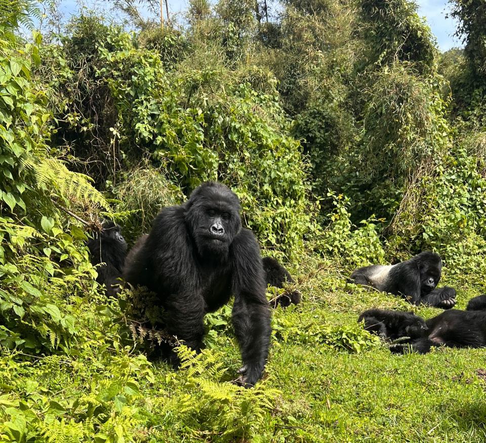 gorillas in musanze rwanda