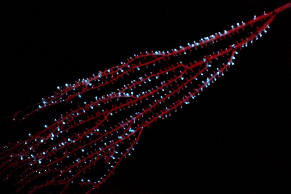 a red branched bamboo color with small white dots indicating bioluminsecnce