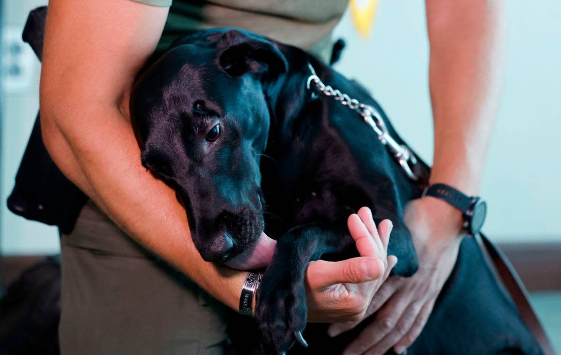 Wake County Master Deputy A. Staton adopted Sasha, Ned Byrd’s beloved K-9, after Byrd was fatally shot in 2022. Sasha and Staton were photographed Tuesday, Sept. 3, 2024.