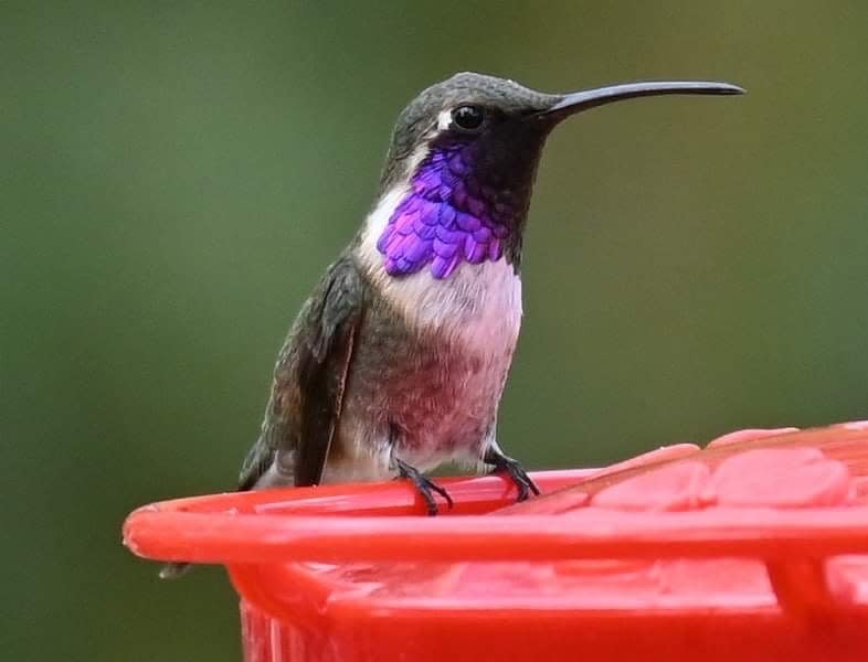 Notice the beautiful purple on the neck of this Lucifer Hummingbird. It stays in the desert to feast on the agave plants.