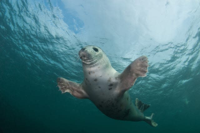 FARNE ISLANDS, UNITED KINGDOM - AUGUST: A young grey seal opens his flippers wide, in August, 2014, in the Farne Islands, England.SEALED with a KISS! A group of young seals delighted divers with their amorous behaviour. The grey seals were in a playful mood as they dove with married photographers Caroline and Nick Robertson-Brown.The British pair organise trips near the Puffin Islands in Anglesey and Farne Islands in Northumberland under the name Frogfish Photography. Nick is running in the general election for the Altrincham and Sale West constituency for the Green Party to raise awareness of the need for marine conservation zones.PHOTOGRAPH BY Frogfish Photography / Barcroft MediaUK Office, London.T +44 845 370 2233W www.barcroftmedia.comUSA Office, New York City.T +1 212 796 2458W www.barcroftusa.comIndian Office, Delhi.T +91 11 4053 2429W www.barcroftindia.com