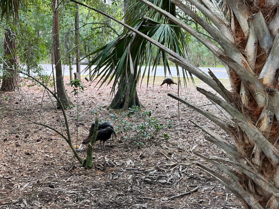 turkeys on disney property