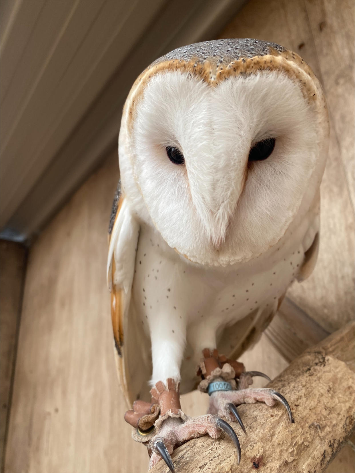 Shiraz the barn owl