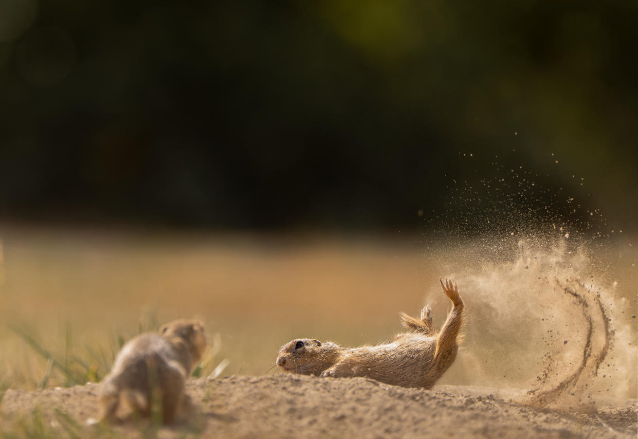 A ground squirrel comes to a crashing flop after jumping high as if trying to fly in Austria. (Tímea Ambrus/Comedy Wildlife 2023)