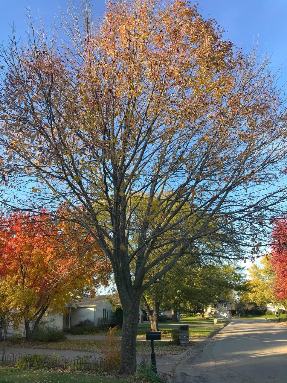 Arborist Charlie Goodrich says this white ash in a yard just northwest of Rotary Park is one of the few ash trees that has survived the emerald ash borer.