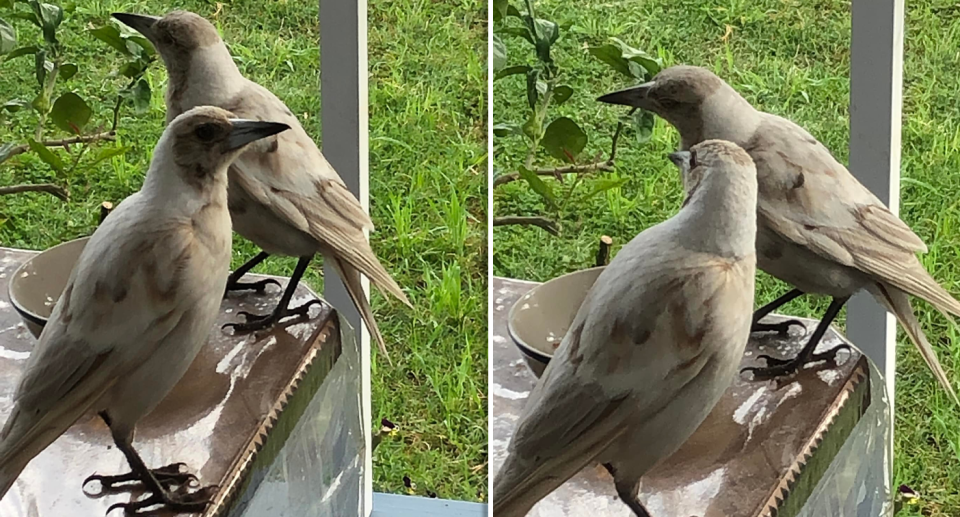 Two images of brown and white magpies.