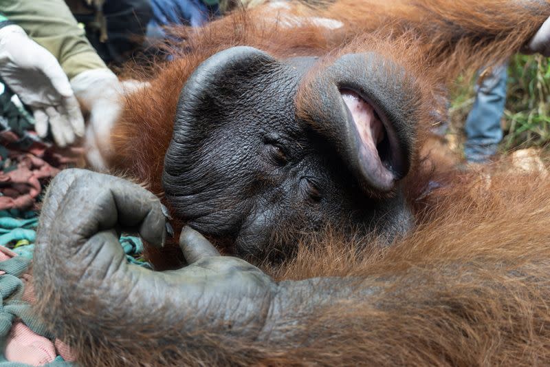 Indonesia releasing a male Borneo orangutan into conservation forest. of Tanagupa, part of Gunung Palung National Park, in North Kayong regency