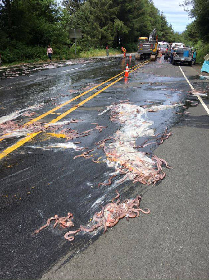 Slime eels, otherwise known as Pacific hagfish, cover Highway 101 Reuters