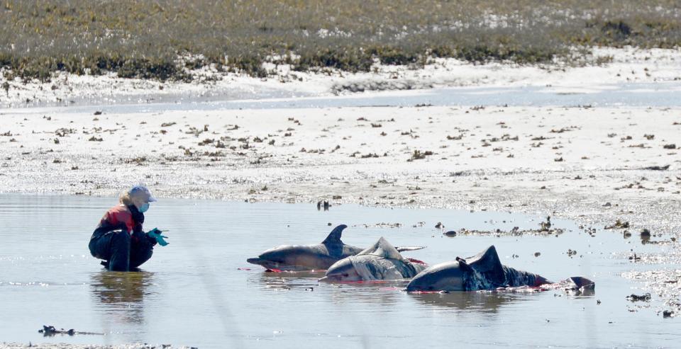 Six common dolphins stranded in Wellfleet in March near the mouth of Duck Creek. The surviving dolphins were transported and released in deeper water.