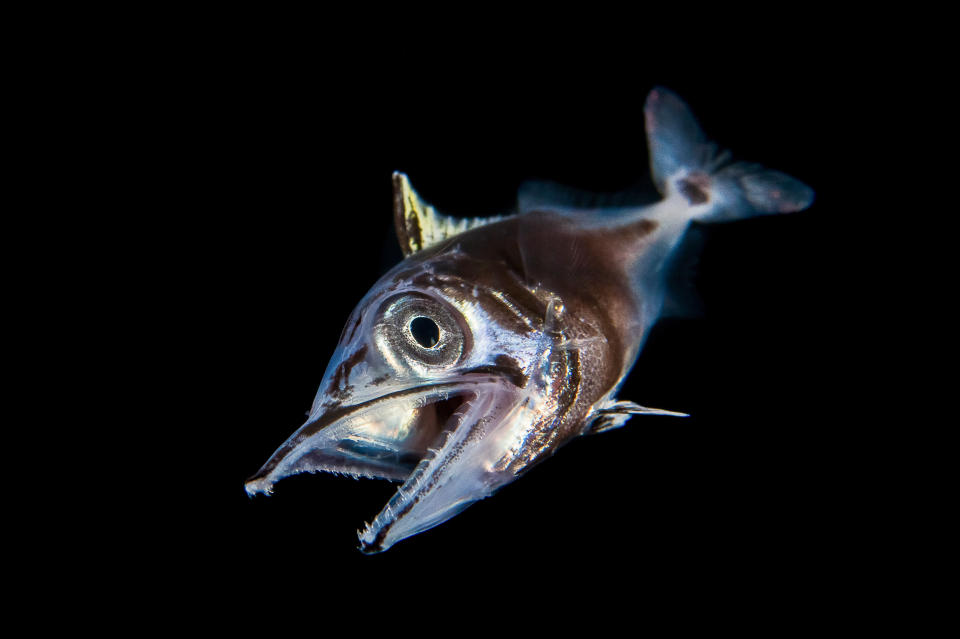 <p>A juvenile dogtooth tuna from the waters around Anilao, Philippines. (Photo: Cai Songda/Caters News) </p>
