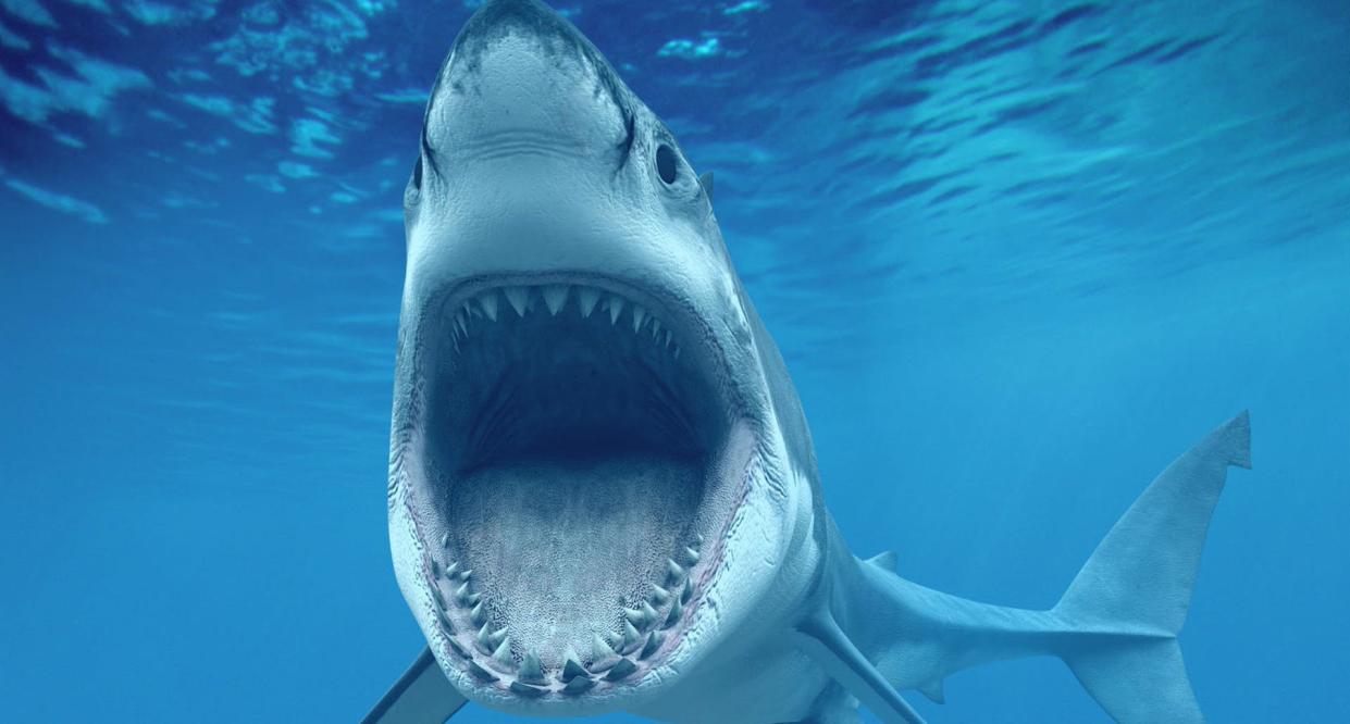 Great White Shark Mouth Open