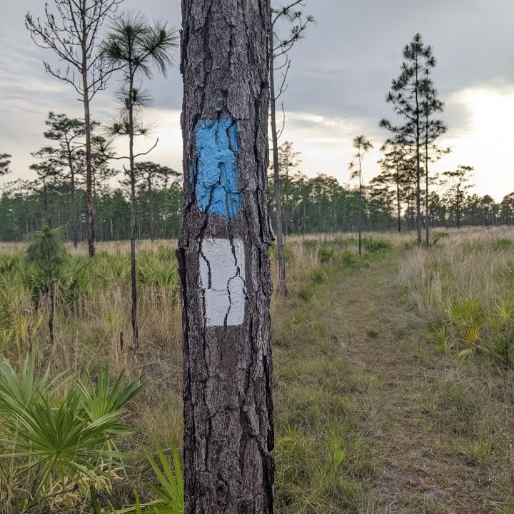 A FWC virtual scavenger hunt leads players to visit Florida’s Wildlife Management Areas.