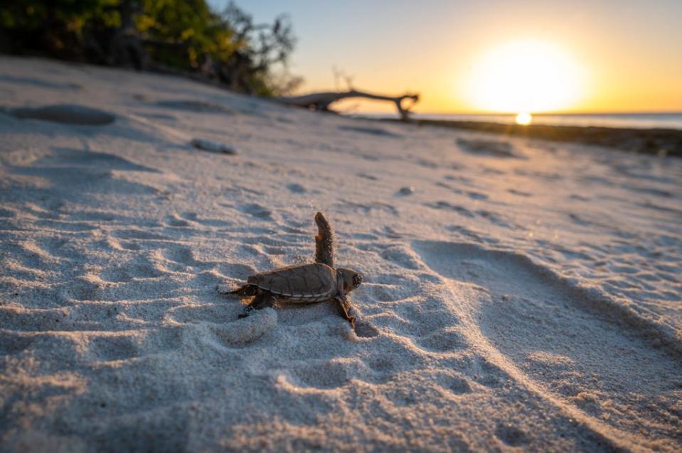 A baby turtle makes its way from the beach to the water (Tourism and Events Queensland)