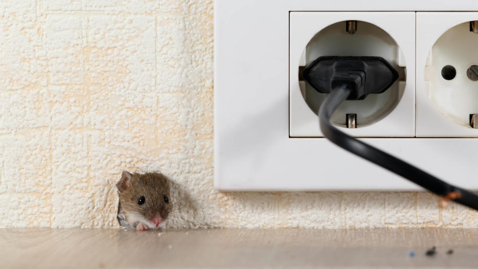 A mouse poking its head through a hole in the wall next to a power outlet in a home