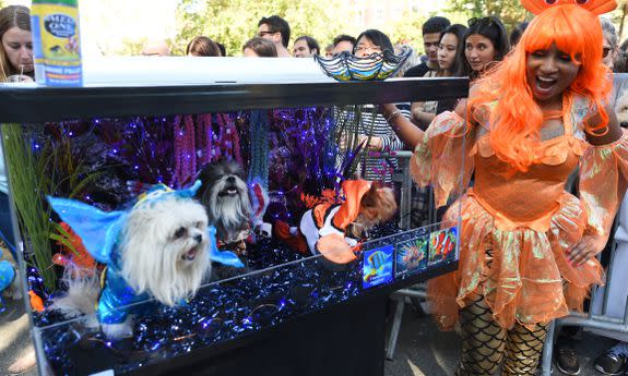 Awoman poses with her dog in costume during the 27th Annual Tompkins Square Halloween Dog Parade in Tompkins Square Park in New York on October 21, 2017. / AFP PHOTO / TIMOTHY A. CLARY        (Photo credit should read TIMOTHY A. CLARY/AFP/Getty Images)