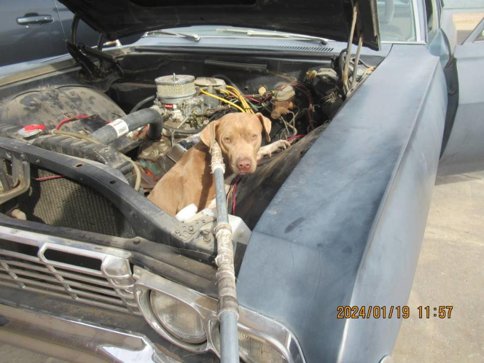 Nova, a Weimaraner-mix, is seen trapped in the engine of a 1967 Chevy Nova on Jan. 19 in Phoenix.           