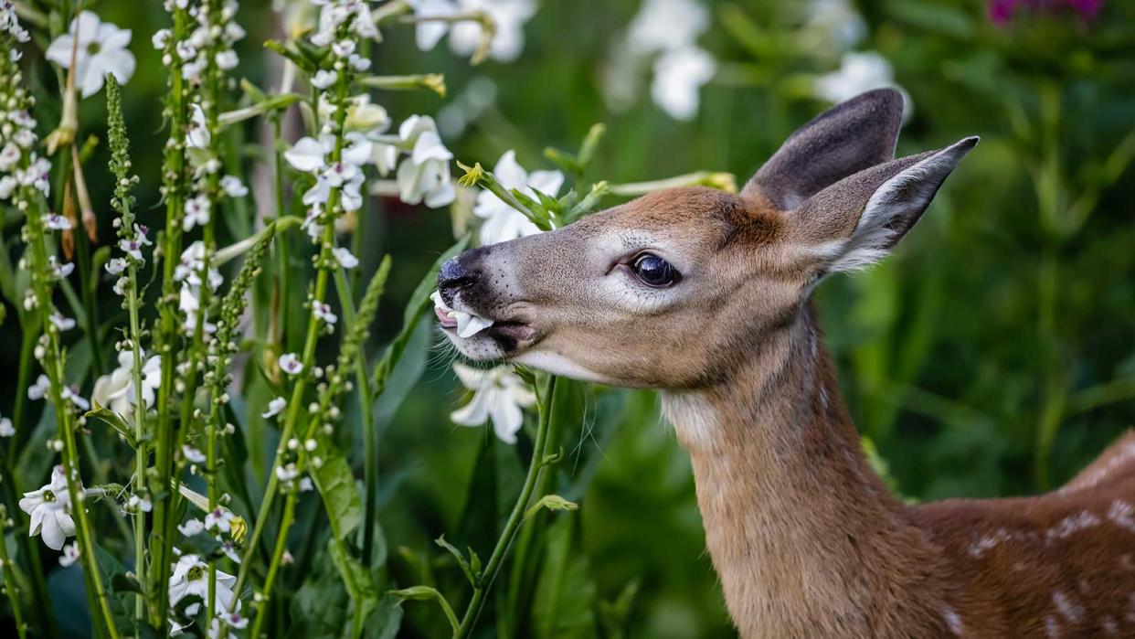  deer eating white flowers 